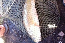 Náo loạn vì ngư dân câu được cá sủ vàng quý hiếm