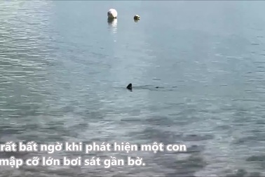Nhiều người hốt hoảng phát hiện cá mập cỡ lớn bơi sát bờ biển