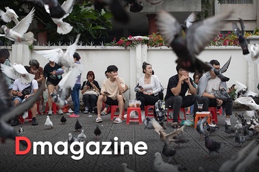 Chú bồ câu một chân và "bảo mẫu" hơn 10 năm nuôi chim trời ở Nhà thờ Đức Bà