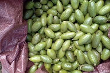 Bay ngàn cây số ra Hà Nội, nhót bao tử Đà Lạt khiến chị em "phát sốt"