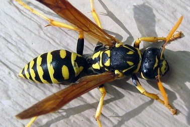 Du khách bị tò vò đốt vào lưỡi gây tử vong