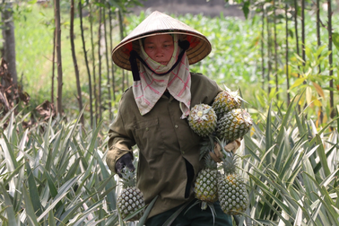 Nông dân "ép" dứa chín đón giá, có hộ kiếm xấp xỉ 1 tỷ đồng/vụ