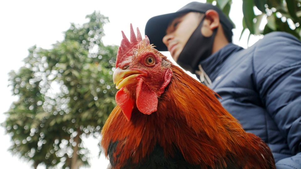 Đặc sản gà thái giám bạc triệu, nhà giàu lùng mua biếu Tết - 7 Đặc sản gà thái giám bạc triệu, nhà giàu lùng mua biếu Tết - 7