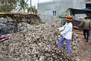 Trắng tay vì hàu "bỗng dưng" chết hàng loạt