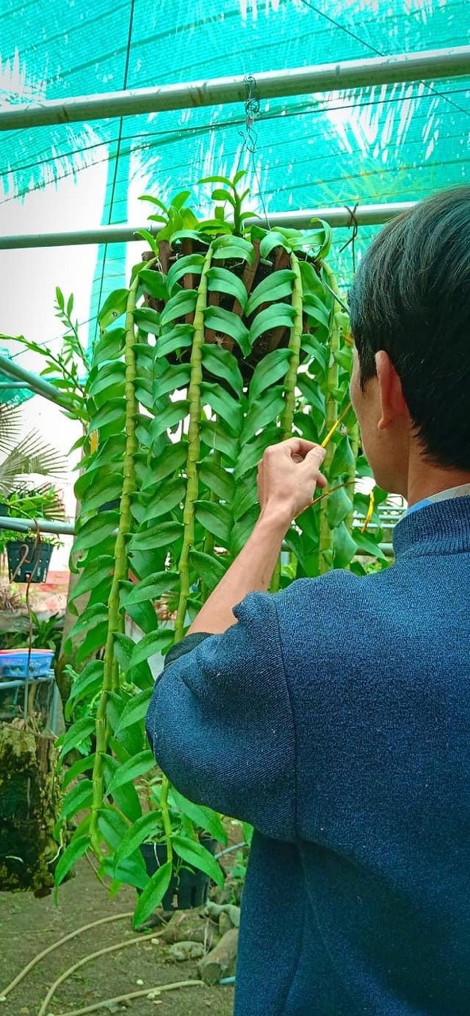 Nghệ nhân trồng lan Đỗ Văn Đạt chia sẻ cách chăm sóc cây con cho người mới bắt đầu - 5 Nghệ nhân trồng lan Đỗ Văn Đạt chia sẻ cách chăm sóc cây con cho người mới bắt đầu - 5