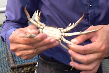 Cua lông – Món đặc sản dành cho giới thượng lưu