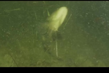 Video những con cá có hành vi bất thường trước khi chết ngoài khơi Florida