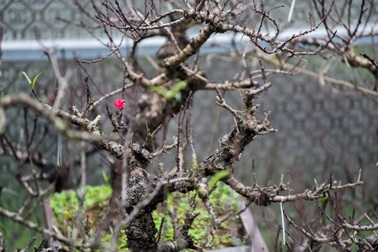 Đào tiến vua 10 triệu đồng/ bông, đại gia xếp hàng trước Tết cả tháng