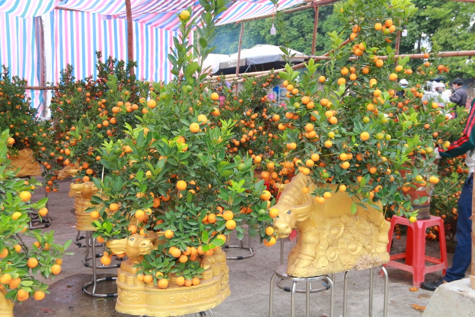 Người dân nô nức rước nàng xuân về nhà khi dịch Covid-19 được khống chế - 14 Người dân nô nức rước nàng xuân về nhà khi dịch Covid-19 được khống chế - 14