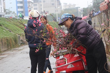 Dân Hà Nội chơi đào sớm, chi nửa triệu đồng cho 1 cành