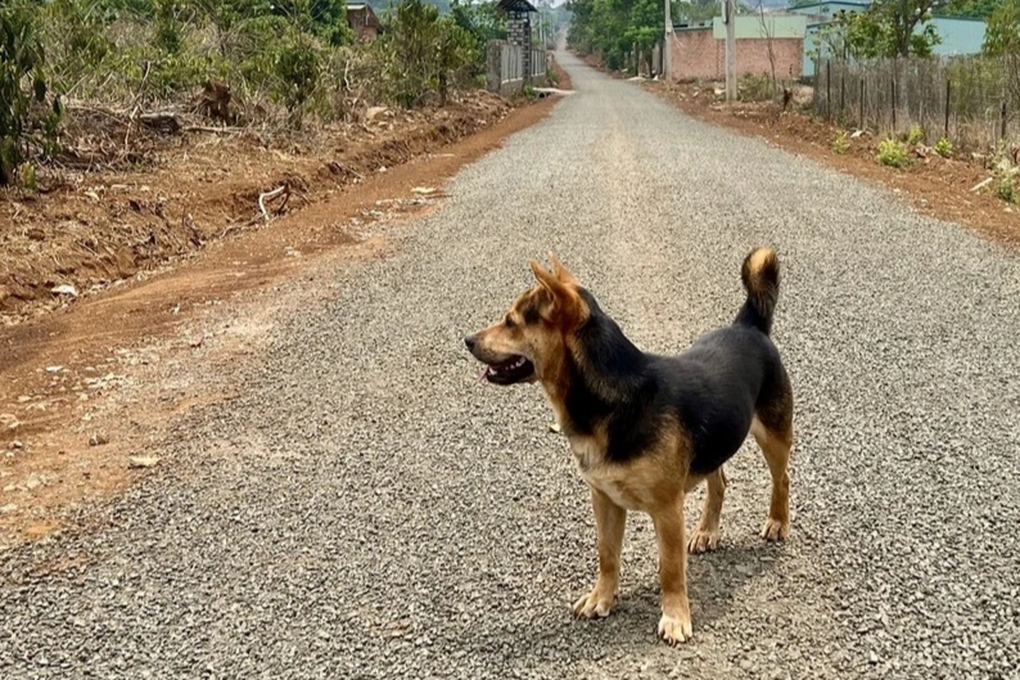 Gia-Lai_tu-vong-benh-dai_Chi-Anh.jpeg Gia-Lai_tu-vong-benh-dai_Chi-Anh.jpeg