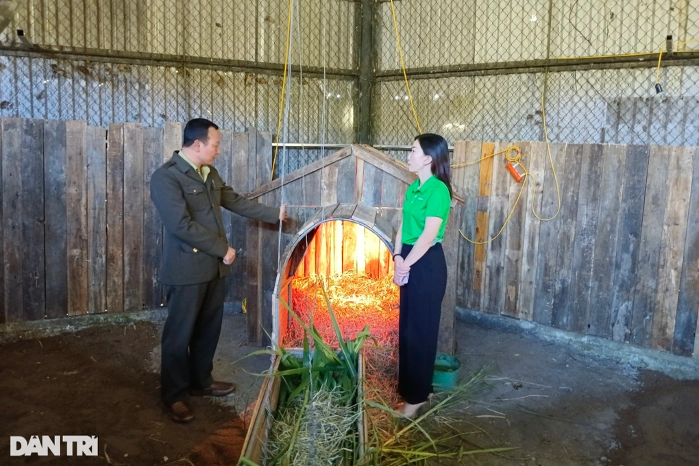 Bốn cá thể chuột túi bắt đầu thích nghi với cuộc sống bán hoang dã - 4 Bốn cá thể chuột túi bắt đầu thích nghi với cuộc sống bán hoang dã - 4
