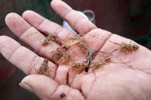 "Săn" loại tôm nhỏ bằng đầu đũa, bán 140 nghìn đồng mỗi con