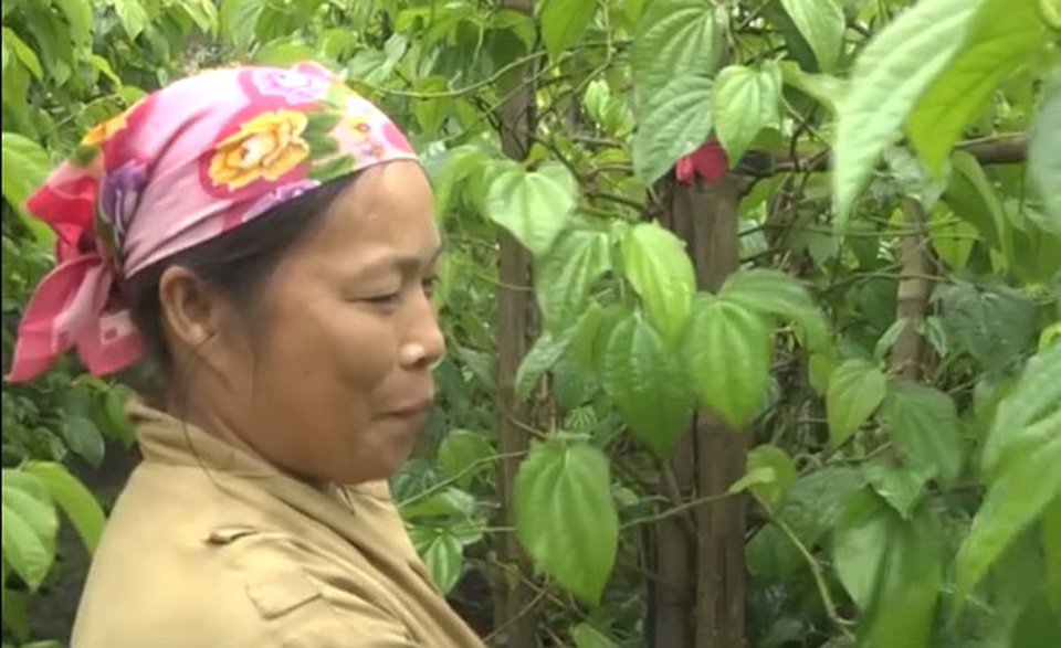 Cả dòng họ hái ra tiền nhờ trồng trầu không tiến vua - 3 Cả dòng họ hái ra tiền nhờ trồng trầu không tiến vua - 3