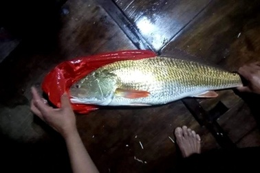 Bắt được con cá màu óng ánh nghi cá sủ vàng quý hiếm