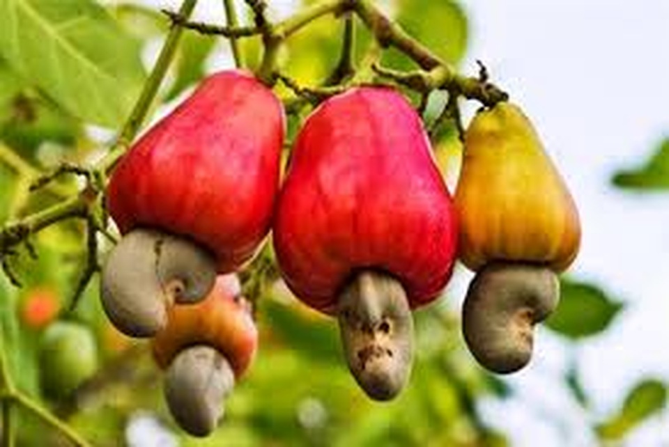 Những chất độc từ thức ăn thực vật - 13 Những chất độc từ thức ăn thực vật - 13