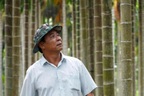 Loại cau trồng quanh nhà giúp lão nông Cần Thơ thu lãi "khủng" mỗi năm