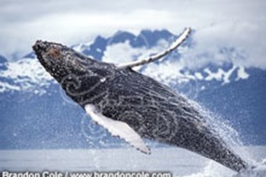 Cá voi cũng biết “nói chuyện” như người!