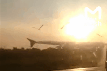 Video chim lao vào động cơ làm máy bay Nga chở 233 người tiếp đất bằng bụng