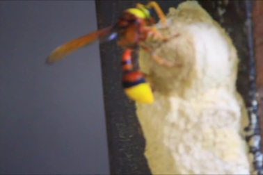 Cận cảnh tò vò làm tổ