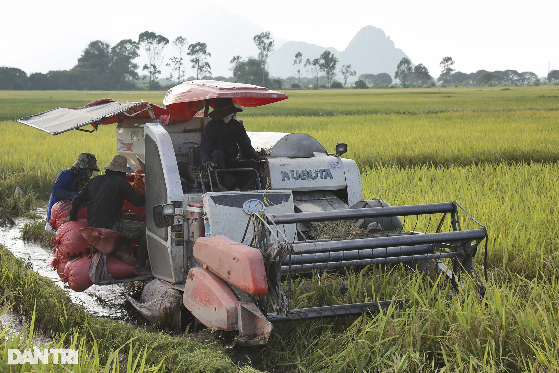 Bức tranh quê tuyệt đẹp vào mùa gặt ở ngoại thành Hà Nội - 6 Bức tranh quê tuyệt đẹp vào mùa gặt ở ngoại thành Hà Nội - 6