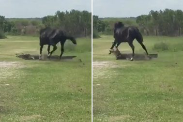 Liều lĩnh tấn công cá sấu, ngựa hoang suýt trả giá bằng tính mạng