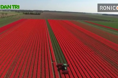 Cỗ máy làm việc siêu nhanh, thu hoạch hoa chỉ trong chốc lát