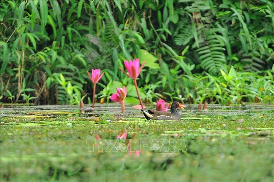 Mùa chim di trú trên đầm Vân Long, Ninh Bình - 2 Mùa chim di trú trên đầm Vân Long, Ninh Bình - 2