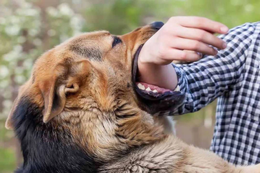 Bé trai 3 tuổi bị chó cắn phải khâu 32 mũi khi đi du lịch cùng gia đình