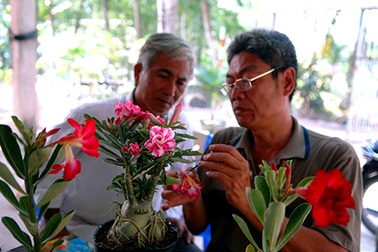 Trồng hoa sứ, thu nhập nghìn "đô"