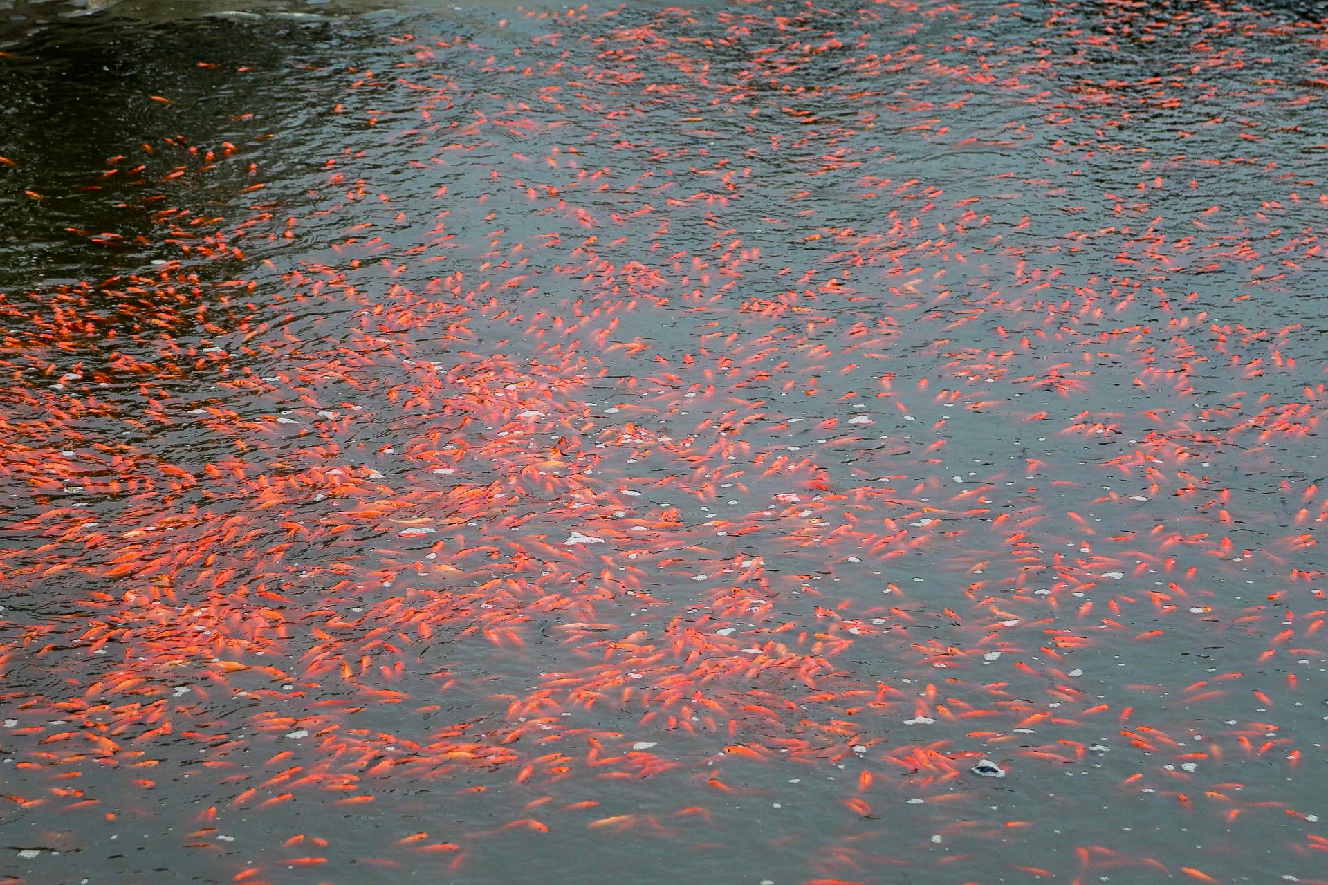 Làng nghề sản xuất phương tiện cho ông Công, ông Táo hối hả thu hoạch - 17