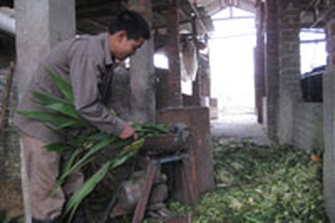 Nông dân Vĩnh Phúc đã có đầu ra cho sữa