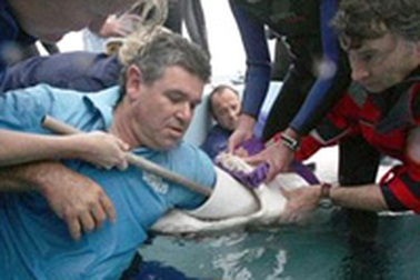 Chùm ảnh: Đưa tay vào hàm cá mập xám