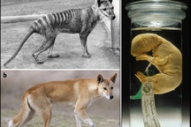 Sau sói khổng lồ, thêm một loài động vật tuyệt chủng sắp được tái sinh