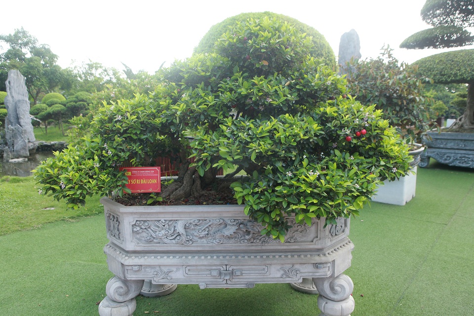 Dàn sơ ri bonsai cổ thụ, trĩu quả giá tiền tỷ của “tướng cướp hoàn lương” - 4 Dàn sơ ri bonsai cổ thụ, trĩu quả giá tiền tỷ của “tướng cướp hoàn lương” - 4