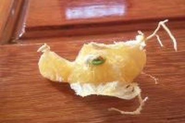 Giật mình phát hiện cam bỏ quên hai tháng vẫn tươi nguyên