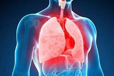 Có thể phát triển những lá phổi ở người có kích thước nhỏ bằng hạt đậu