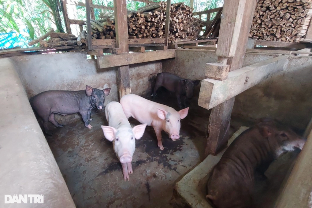 Hộ đồng bào thoát nghèo với heo đen bản địa - 4 Hộ đồng bào thoát nghèo với heo đen bản địa - 4