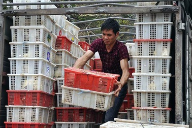 Hà Nội: Bắt giữ xe tải chở 4.000 con chim bồ câu Trung Quốc nghi lậu