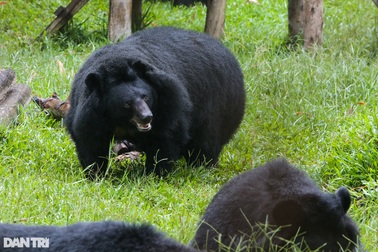 Cuộc sống ít người biết của gần 200 chú gấu tại thung lũng Chắt Dậu