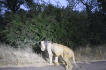 Hình ảnh bi thảm của "vua sư tử" những ngày cuối đời