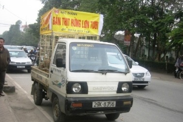 Ô tô chạy khắp phố rao bán... thịt lợn rừng