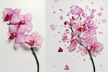Độc đáo bộ ảnh “tàn cánh hoa”