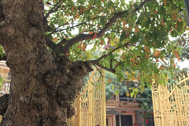 “Cụ” lộc vừng “tích tụ phát lộc” trả 8 tỷ đồng không bán