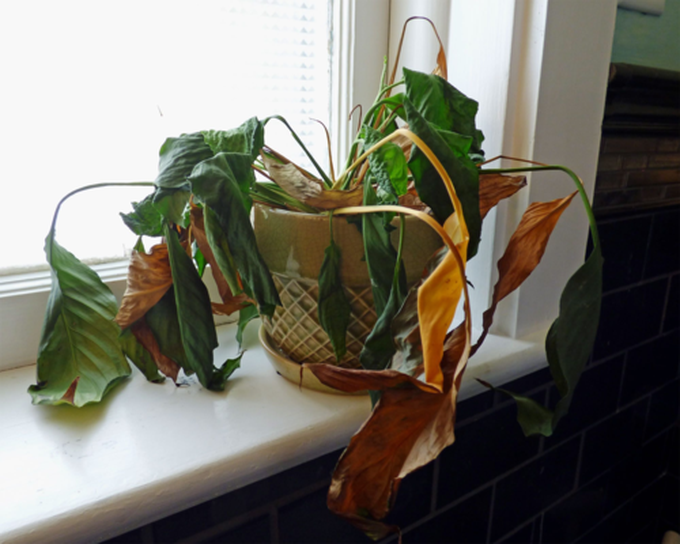Ảnh: Gardenknowhow.