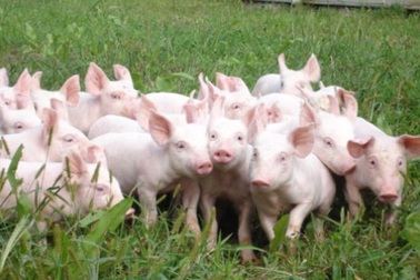 Cảnh báo rủi ro xuất lợn thịt sang Trung Quốc