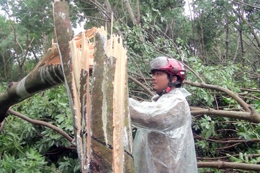 Bão gây ngã đổ hàng ngàn hecta cao su, người nông dân “đứt ruột” cắt bán củi nhưng bị ép giá