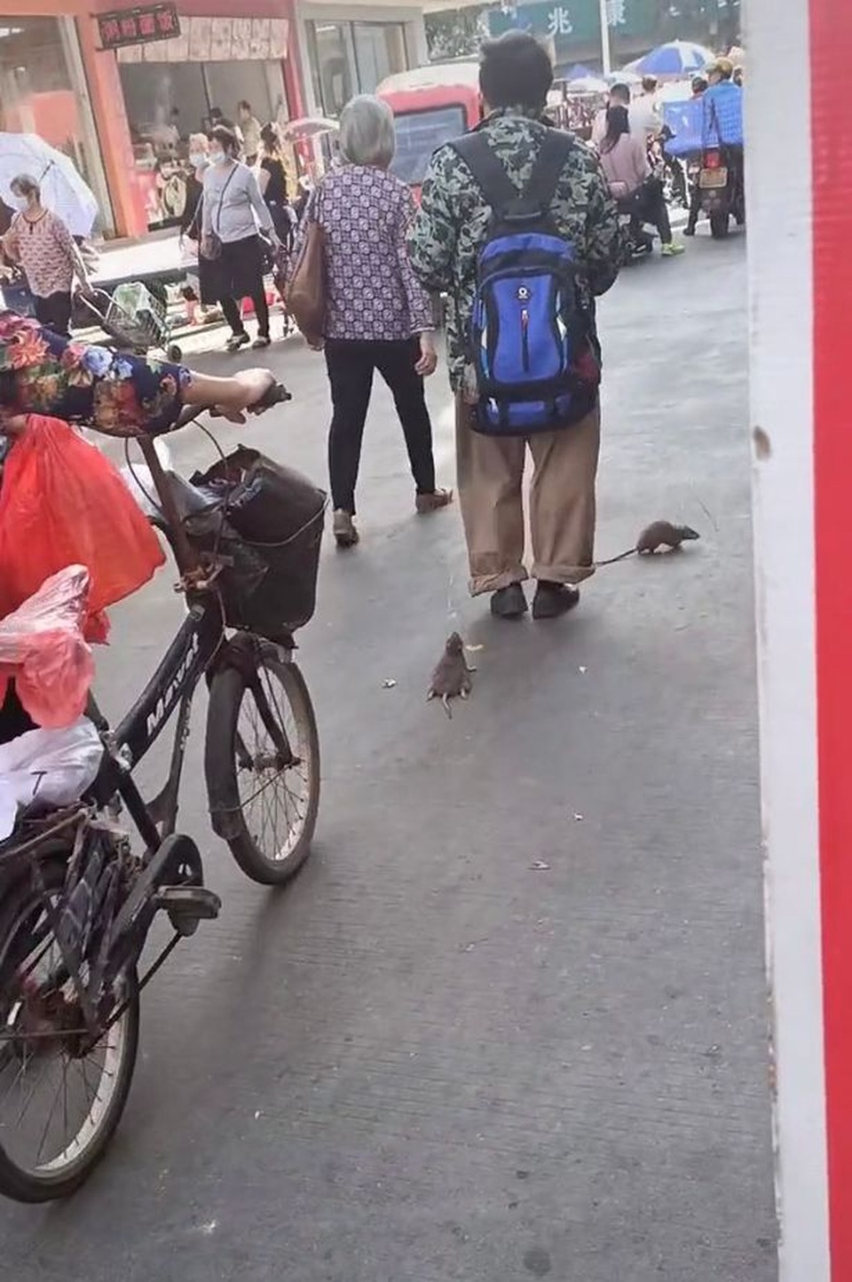 Kỳ quặc người đàn ông dắt chuột đi dạo trên phố như thú cưng - 2 Kỳ quặc người đàn ông dắt chuột đi dạo trên phố như thú cưng - 2