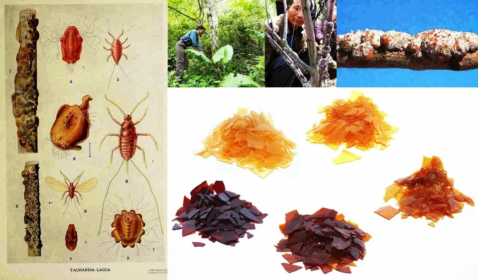 Chất thải kỳ dị của côn trùng, không ngờ là gia tài - 3 Chất thải kỳ dị của côn trùng, không ngờ là gia tài - 3