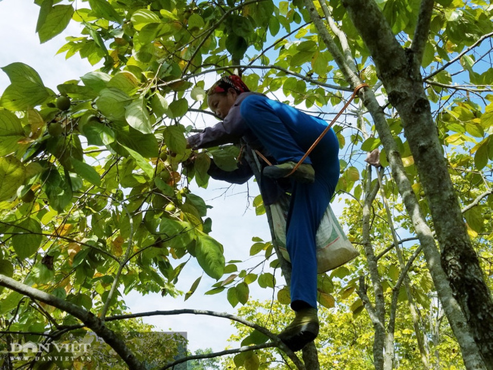Lạng Sơn: Vùng đất có hồng vành khuyên, loại quả tên nghe như chim vị ngon tuyệt phẩm - 3